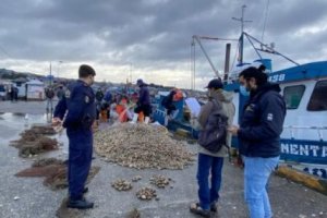 Incautan cerca de 2 toneladas de almejas en Quellón Incautan cerca de 2 toneladas de almejas en Quellón
